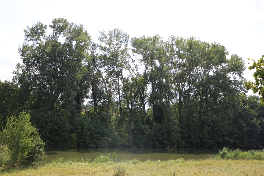  U podluského rybníka proběhne kácení topolů