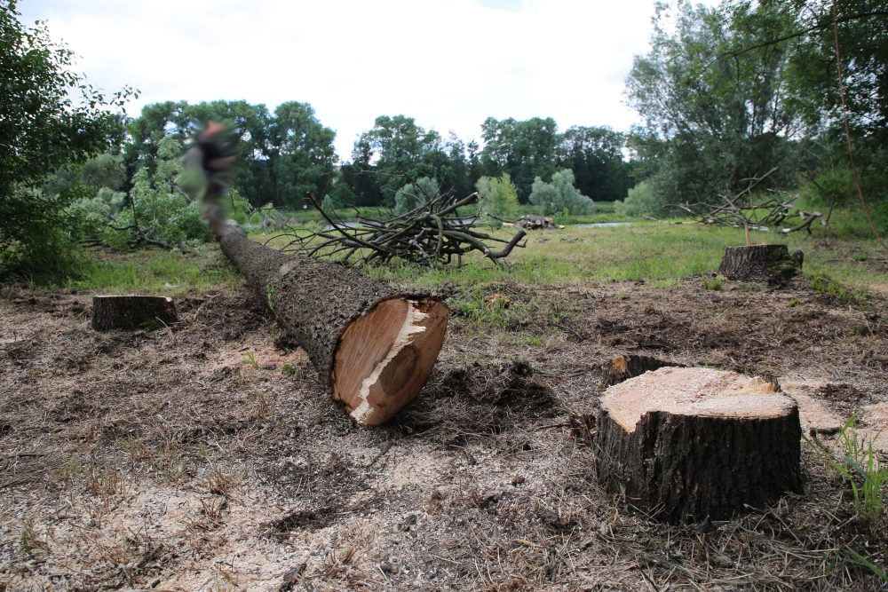  Na Zálabí probíhá kácení nemocných jasanů