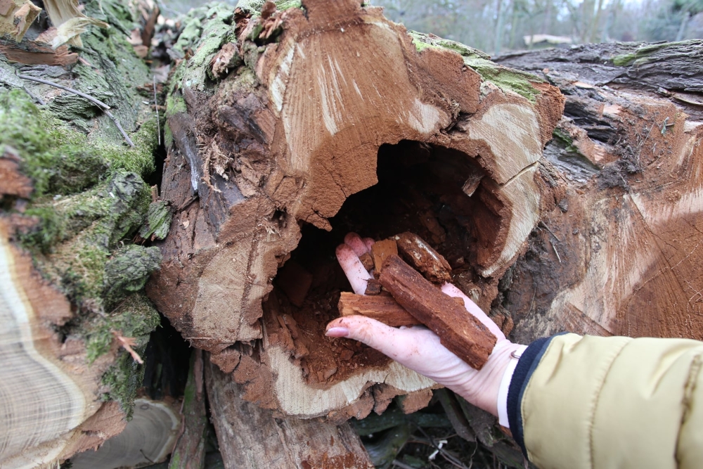  Proběhlo kácení lesního porostu v&nbsp;zahrádkářské oblasti