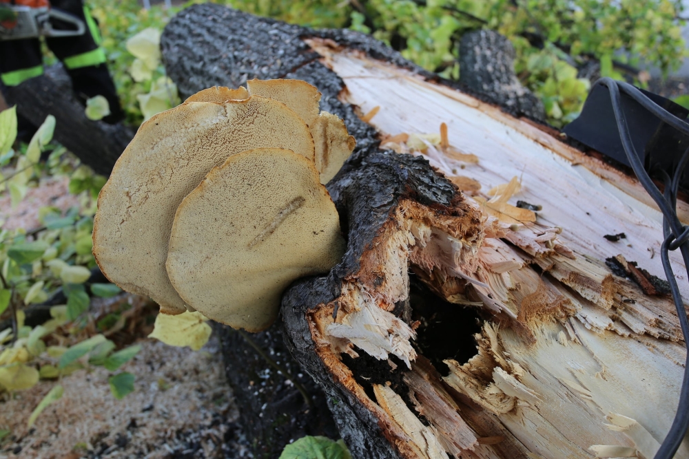  Varování   poškozené stromy i&nbsp;stavby ohrožují zdraví