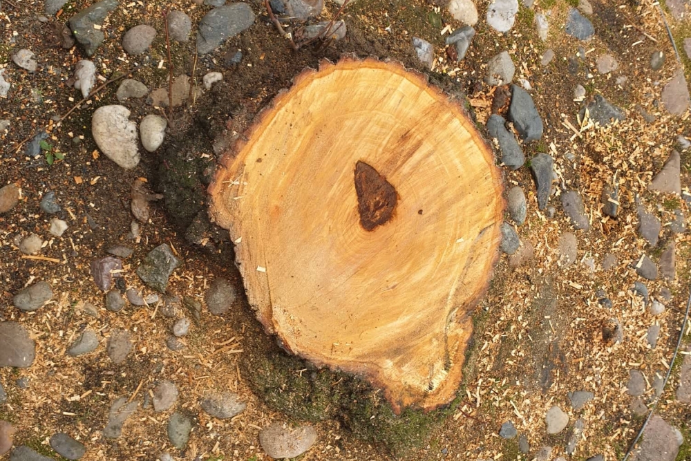  V příštím týdnu proběhne frézování pařezů