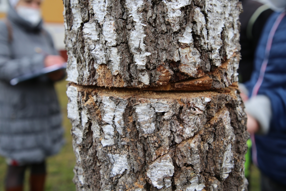  Vandal nařízl zdravou břízu, ohrozil zdraví i&nbsp;majetek