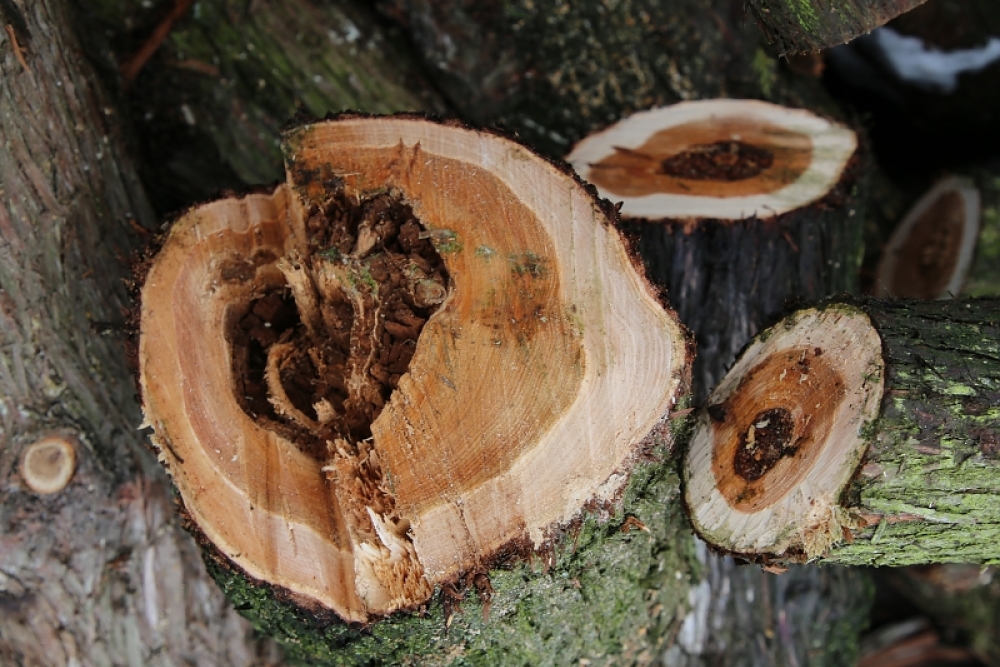  Údržba dřevin omezí parkování na Karlově náměstí
