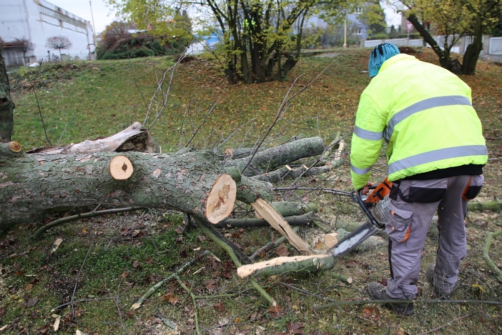  Obnova usychajících dřevin pokračuje
