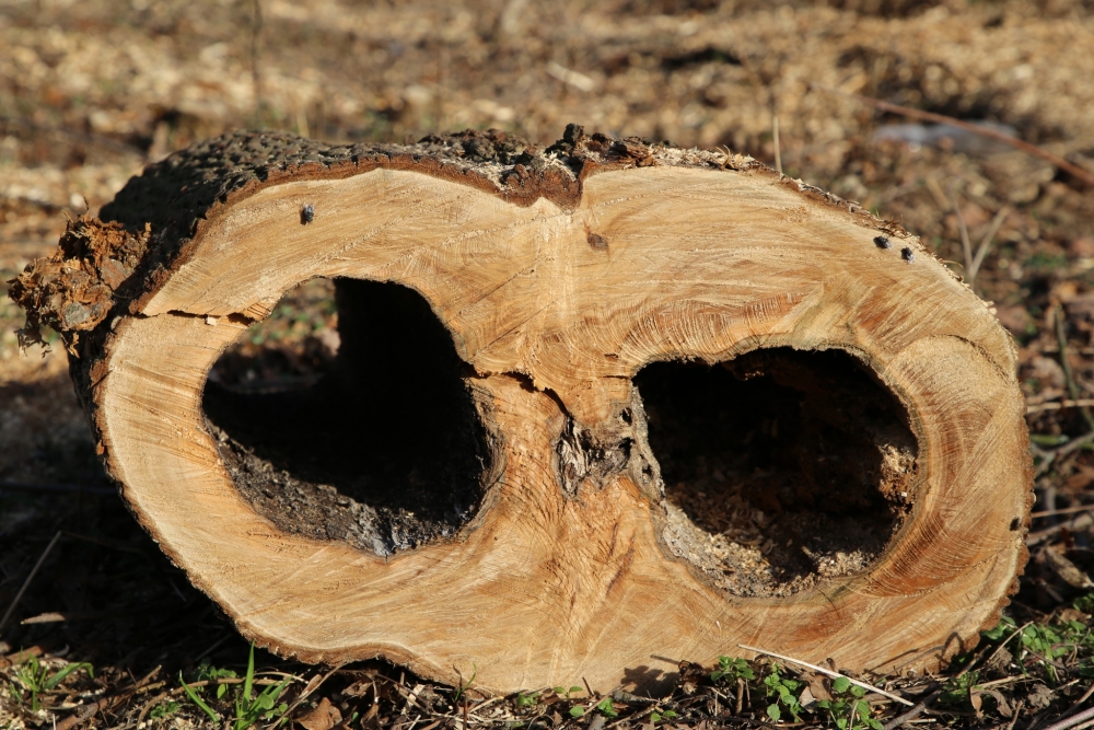  Městské služby odstraní nebezpečné stromy Pod Lipou